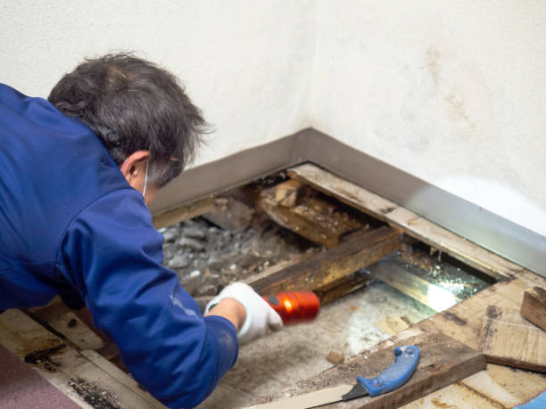 Best Office Mold Removal Services  in Sabina, OH