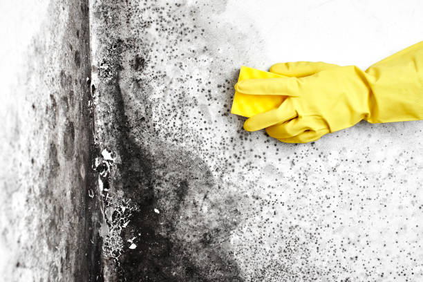 Professional Mold Removal in Sabina, OH