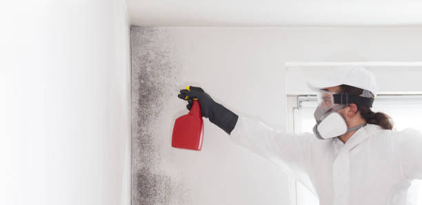 Best Black Mold Removal  in Sabina, OH