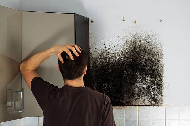 Best Fast Mold Removal  in Sabina, OH